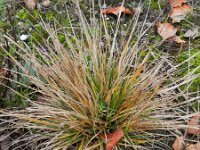 Miscanthus sinensis 5, Klein prachtriet, Saxifraga-Rutger Barendse