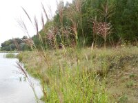 Miscanthus sinensis 6, Klein prachtriet, Saxifraga-Rutger Barendse