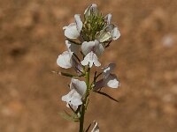 Misopates calycinum 2, Saxifraga-Jan van der Straaten