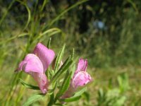 Misopates orontium 11, Akkerleeuwenbek, Saxifraga-Rutger Barendse
