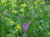 Misopates orontium 14, Akkerleeuwenbek, Saxifraga-Rutger Barendse