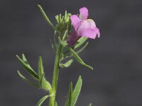 Misopates orontium 17, Akkerleeuwenbek, Saxifraga-Peter Meininger