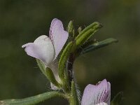 Misopates orontium 18, Akkerleeuwenbek, Saxifraga-Willem van Kruijsbergen