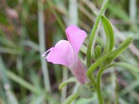 Misopates orontium 19, Akkerleeuwenbek, Saxifraga-Rutger Barendse
