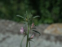 Misopates orontium 2, Akkerleeuwenbek, Saxifraga-Jan van der Straaten