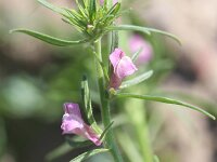 Misopates orontium 20, Akkerleeuwenbek, Saxifraga-Rutger Barendse