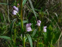 Misopates orontium 28, Akkerleeuwenbek, Saxifraga-Ed Stikvoort