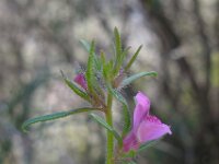 Misopates orontium 29, Akkerleeuwenbek, Saxifraga-Ed Stikvoort