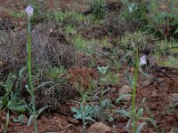 Misopates orontium 31, Akkerleeuwenbek, Saxifraga-Ed Stikvoort