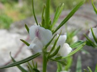 Misopates orontium 33, Akkerleeuwenbek, Saxifraga-Rutger Barendse