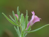 Misopates orontium 35, Akkerleeuwenbek, Saxifraga-Mark Zekhuis
