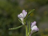 Misopates orontium 5, Akkerleeuwenbek, Saxifraga-Willem van Kruijsbergen