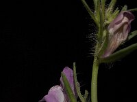 Misopates orontium 6, Akkerleeuwenbek, Saxifraga-Jan van der Straaten