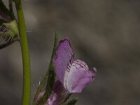 Misopates orontium 9, Akkerleeuwenbek, Saxifraga-Willem van Kruijsbergen