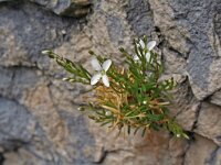Moehringia intermedia 2, Saxifraga-Jeroen Willemsen