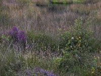 Heathland partly overgrown by Purple moorgrass (Molinia caerulea)  Heathland partly overgrown by Purple moorgrass (Molinia caerulea) : heathland, heather, rural scene, non-urban scene, summer, summertime, season, outdoor, outdoors, no people, nobody, heath, Purple moorgrass, flora, floral, vegetation, nature, natural, Molinia caerulea, molinia, grass, grassy, rural, outside