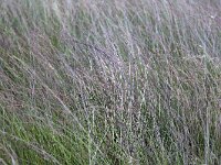 Dense vegetation of Purple moor-grass (Molinia caerulea)  Dense vegetation of Purple moor-grass (Molinia caerulea) : heathland, rural, rural scene, non-urban scene, summer, summertime, season, outside, outdoor, outdoors, no people, nobody, purple moor-grass, vegetation, Molinia caerulea, grass, flora, floral, grassy, stem, stems, vascular