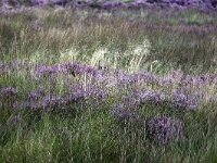Heathland partly overgrown by Purple moorgrass (Molinia caerulea)  Heathland partly overgrown by Purple moorgrass (Molinia caerulea) : heathland, heather, rural scene, non-urban scene, summer, summertime, season, outdoor, outdoors, no people, nobody, heath, Purple moorgrass, flora, floral, vegetation, nature, natural, Molinia caerulea, molinia, grass, grassy, rural, outside