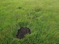 Molinia caerulea 11, Pijpenstrootje, Saxifraga-Hans Boll