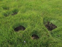 Molinia caerulea 12, Pijpenstrootje, Saxifraga-Hans Boll