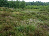 Molinia caerulea 14, Pijpenstrootje, Saxifraga-Hans Boll