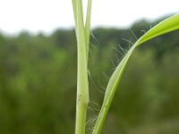 Molinia caerulea 15, Pijpenstrootje, Saxifraga-Rutger Barendse