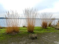 Molinia caerulea 16, Pijpenstrootje, Saxifraga-Rutger Barendse