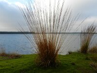Molinia caerulea 17, Pijpenstrootje, Saxifraga-Rutger Barendse