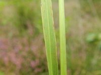 Molinia caerulea 18, Pijpenstrootje, Saxifraga-Rutger Barendse