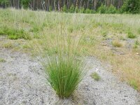 Molinia caerulea 19, Pijpenstrootje, Saxifraga-Rutger Barendse