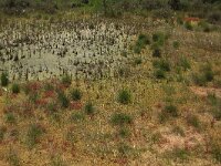 Molinia caerulea 20, Pijpenstrootje, Saxifraga-Hans Boll