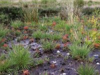 Molinia caerulea 25, Pijpenstrootje, Saxifraga-Hans Boll