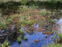 Molinia caerulea 26, Pijpenstrootje, Saxifraga-Hans Boll
