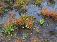 Molinia caerulea 27, Pijpenstrootje, Saxifraga-Hans Boll
