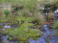 Molinia caerulea 28, Pijpenstrootje, Saxifraga-Hans Boll
