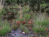 Molinia caerulea 30, Pijpenstrootje, Saxifraga-Hans Boll
