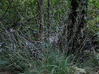 Molinia caerulea 34, Pijpenstrootje, Saxifraga-Ed Stikvoort