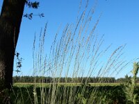 Molinia caerulea 35, Pijpenstrootje, Saxifraga-Ed Stikvoort