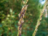 Molinia caerulea 36, Pijpenstrootje, Saxifraga-Ed Stikvoort