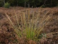 Molinia caerulea 37, Pijpenstrootje, Saxifraga-Ed Stikvoort