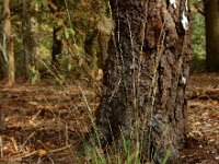 Molinia caerulea 38, Pijpenstrootje, Saxifraga-Ed Stikvoort