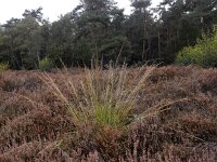 Molinia caerulea 39, Pijpenstrootje, Saxifraga-Ed Stikvoort