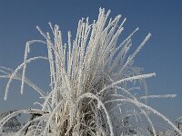 Molinia caerulea 4, Pijpenstrootje, Saxifraga-Jan van der Straaten