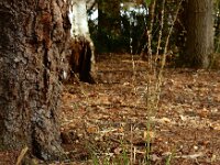 Molinia caerulea 40, Pijpenstrootje, Saxifraga-Ed Stikvoort