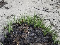 Recovering tussock of  Purple moor-grass burnt by forest and heath fire, Maasduinen National Park, Limburg, Netherlands  Recovering tussock of  Purple moor-grass burnt by forest and heath fire, Maasduinen National Park, Limburg, Netherlands : ash, ashes, black, damage, europe, european, field, forest, forest fire, grass, heath, heath fire, heathland, limburg, Maasduinen national park, Molinia, Molinia caerulea, moorgrass, national park, natural, nature, netherlands, no people, nobody, np, outdoors, outside, purple moor-grass, recovering, regrow, sand, tree, trees, tussock, woodland, maasduinen, non-urban scene, rural, rural scene