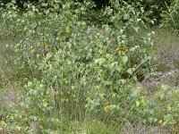 Molinia caerulea 43, Pijpenstrootje, Saxifraga-Willem van Kruijsbergen