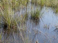 Molinia caerulea 44, Pijpenstrootje, Saxifraga-Willem van Kruijsbergen
