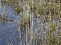 Molinia caerulea 45, Pijpenstrootje, Saxifraga-Willem van Kruijsbergen