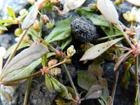 Mollugo verticillata 2, Saxifraga-Rutger Barendse