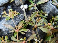 Mollugo verticillata 3, Saxifraga-Rutger Barendse